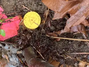 Survey pin, mid-point on east property line.