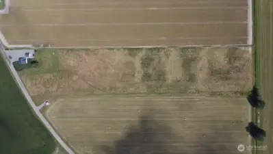 The field has been hayed in the past (even last year). No cuts have been made this year, it's ready for the harvest!