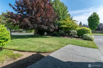Front Yard