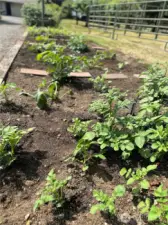 Raised bed garden