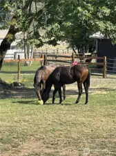 Fun in the pasture