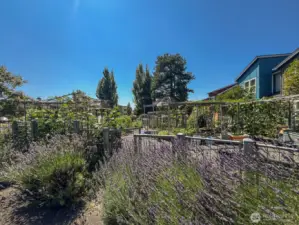 Community gardens and pea patch.