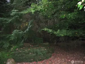 The South East corner of the grounds feature a Magical Forest setting...Deer love to visit this area.