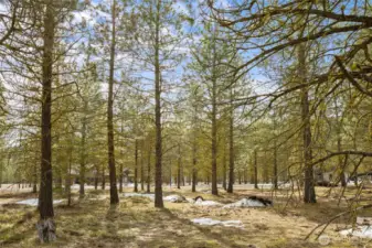 Sunny and lightly Tree'd homesite