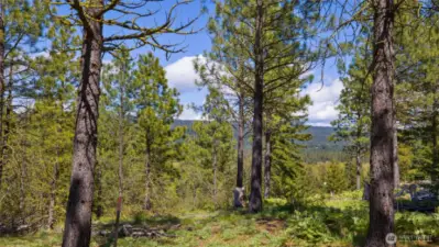 Middle of homesite