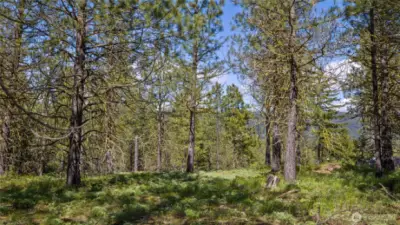 Middle of homesite