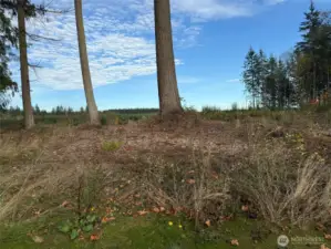 East SIde-Rear of the lot, looking towards acres of recently logged Land