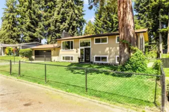 STREET VIEW - Pretty Home with Fenced Yard & Tall Old shady Cedar Tree!
