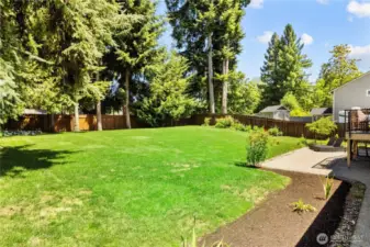 REAR YARD - Large grassy area with tall Fir trees