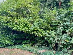 Greenery surrounding the patio and the end unit