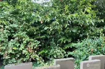 END UNIT - Patio view of top of fence w/ Greenery surrounding the patio!