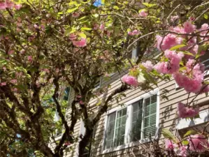 Enjoy spring blooms right outside your window—lush cherry blossoms frame this private end unit.
