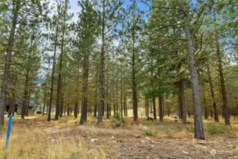 Street view of homesite.