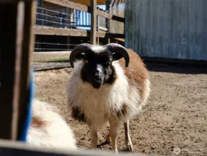 Farm Animals