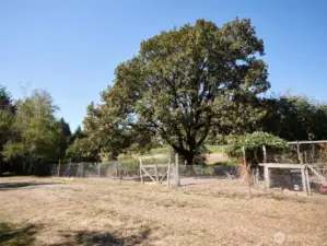 Oak Tree