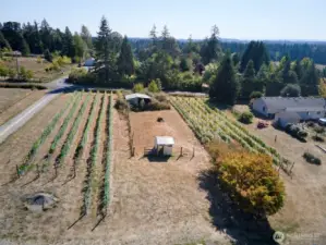 Vineyard