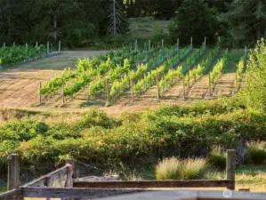 Vineyard View
