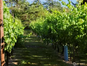 Vineyard