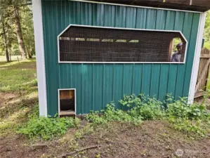 Delux chicken facility and semi-automated egg gathering process