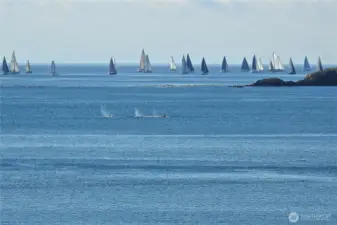 Whales and other wildlife often frequent this special place