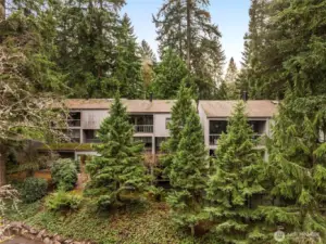 Pacific Northwest trees line, and border every inch of the Sixty01 Village Complex.