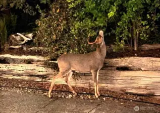 This little guy is enjoying the pear tree off the back patio.