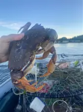 If you have not gone crabbing yet, you have not yet lived a full life.  (There’s room in your driveway for a boat by the way)