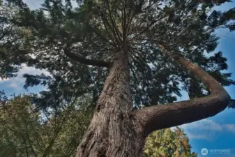 One of the many magnificent tree stewards of this property.