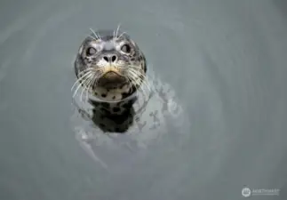 Hello abundant wildlife of Whidbey!