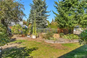 So much gardening space in the back yard.