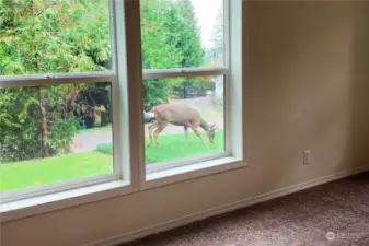 Watch out for deer walking right up to your huge windows!