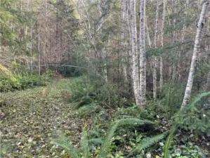 Trails throughout the forest.