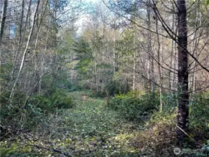 Patches of alder cn be easily removed for homes, gardens, outbuilding & animals.