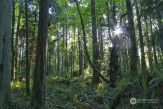 Island Center Forest is nearby.