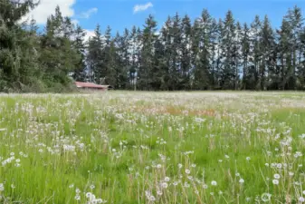 Pasture