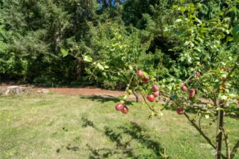 One of many fruit trees in the orchard.