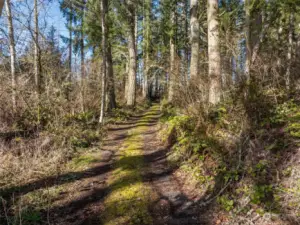 Wooded driveway keeps everything quiet