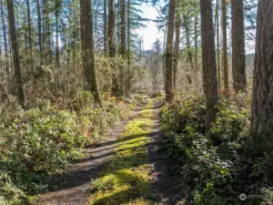 Clear a couple sites in the woods for additional camping areas