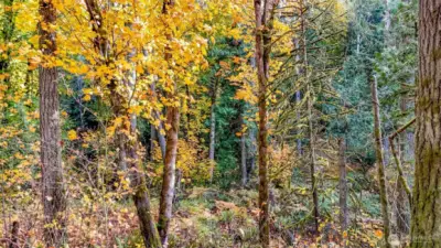 Lots of mature trees