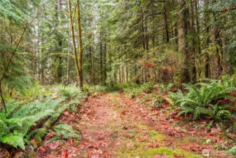 Continue on the Driveway to the clearing.