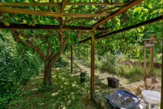 Established Asian Pears