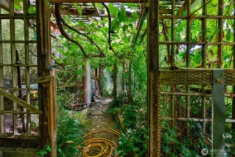 Grape Arbor