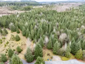 Nice stand of trees creates so much privacy