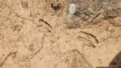 Deer tracks on the upper lot!!