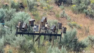 Row of cute little bird houses for you to enjoy!