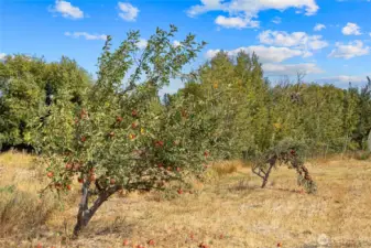 There are 3 apple and one pear trees near the east pasture