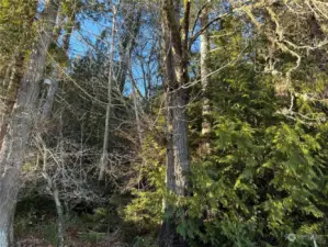 The upland acreage across the street from the cabin.