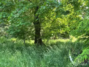 Interior has beautiful maples