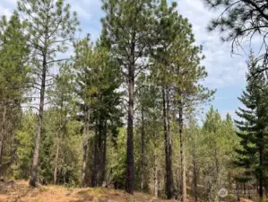 This beautiful homesite backs to the 1200 acre River Conservancy area.  Close to Domerie Park and Paintbrush Lakes.