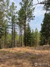 Build your dream home in Tumble Creek